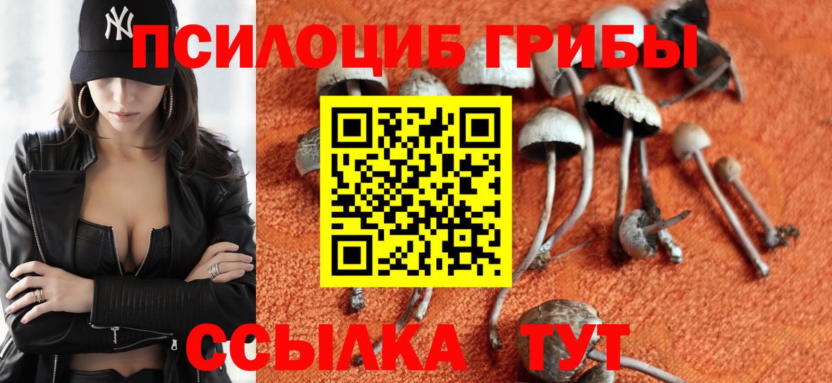 Псилоцибиновые грибы Psilocybe Копейск